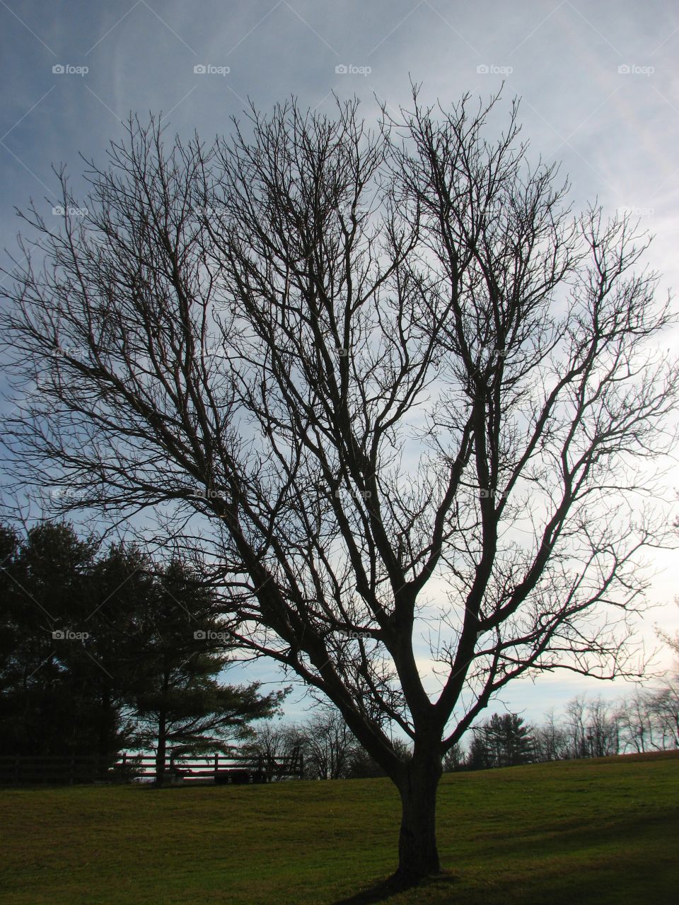 Tree silhouette