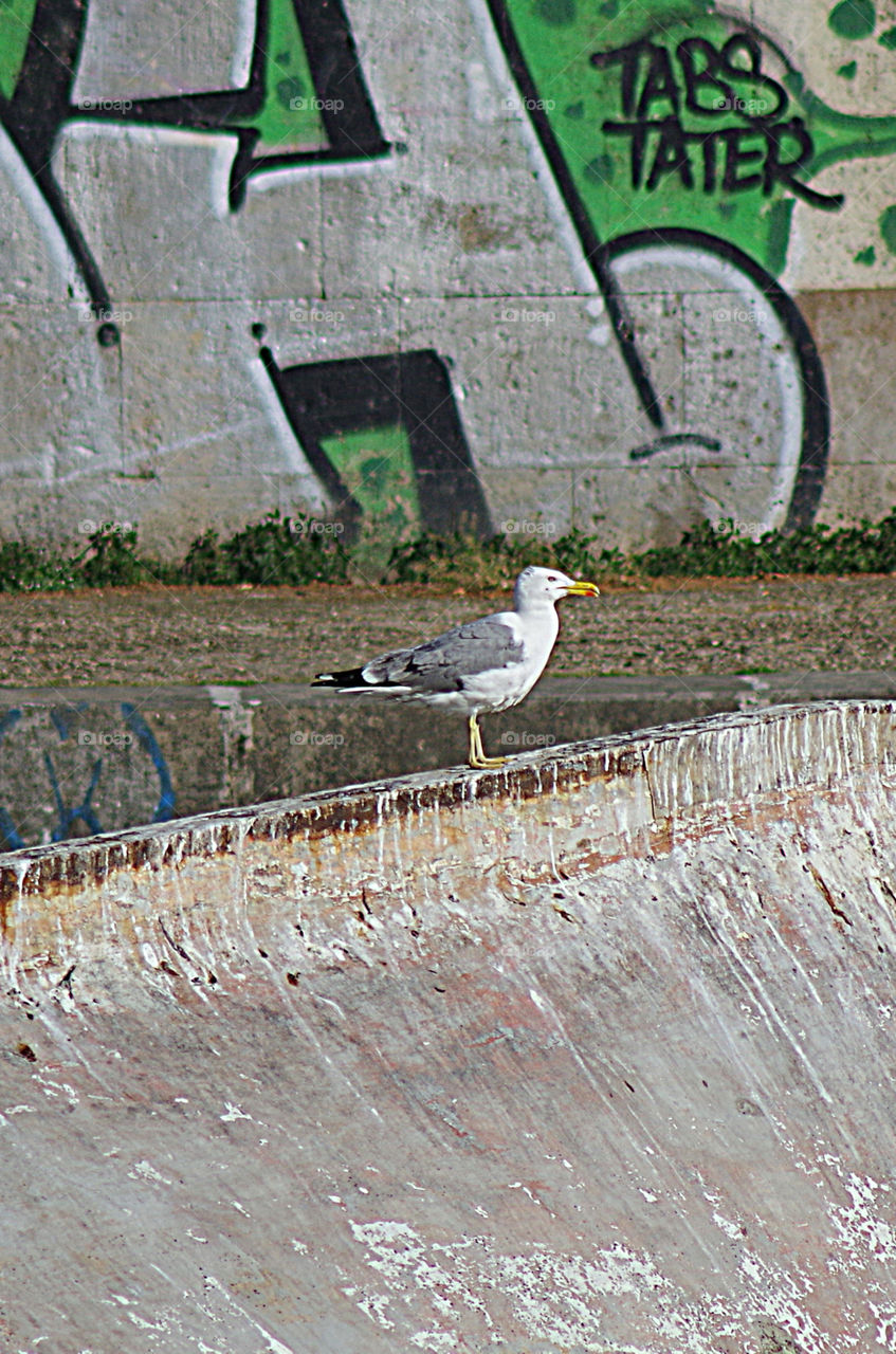 seagull on reversed boat