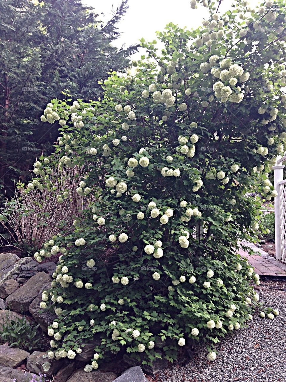 Snow ball tree