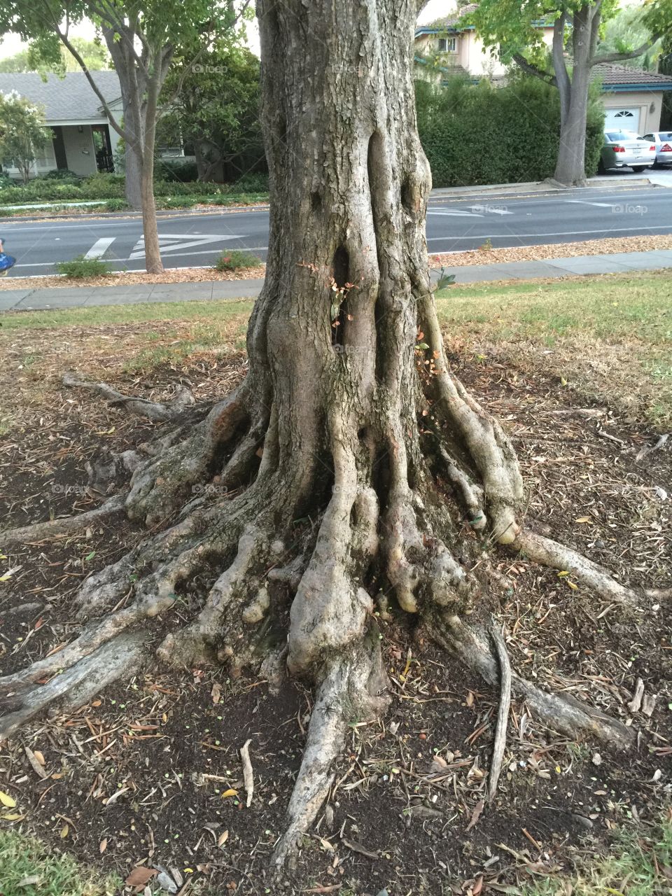 Tree trunk