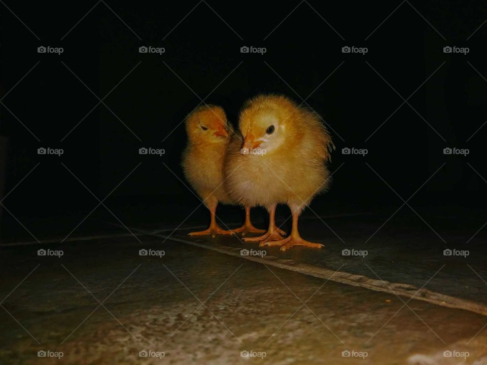 Baby Chicks