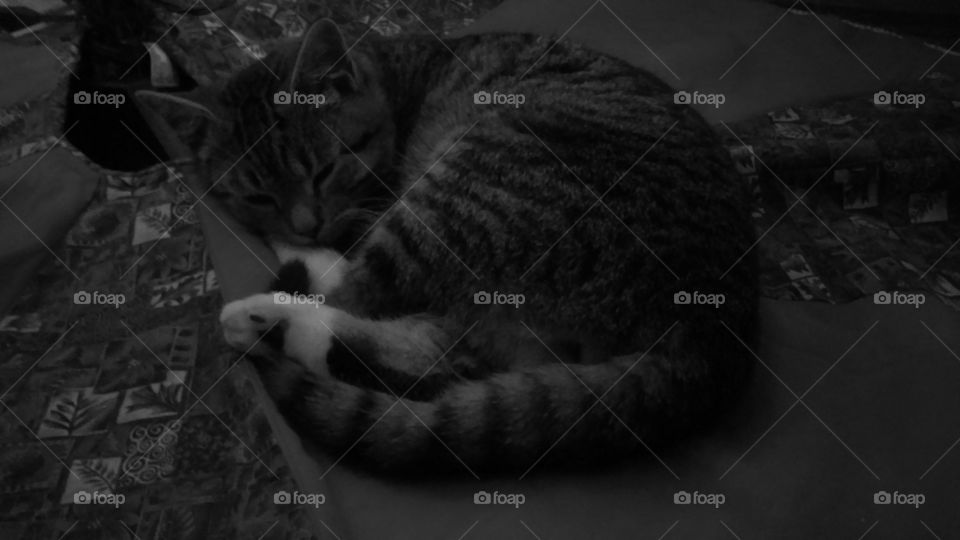 Sleeping Christmas kitten in black and white