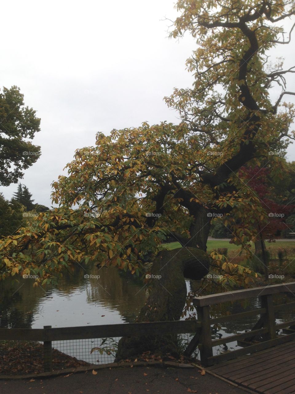 Beautiful old tree