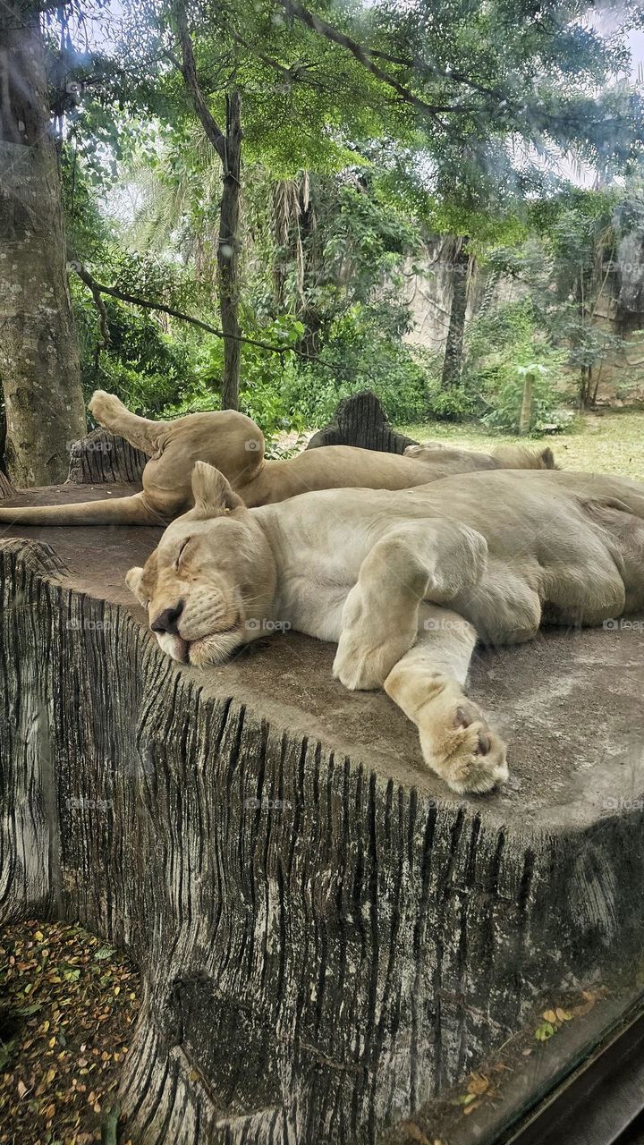 sleep lion