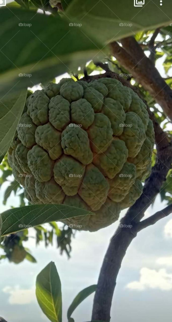 Fruta do conde mais na região Nordeste do Brasil é mais conhecida como ata