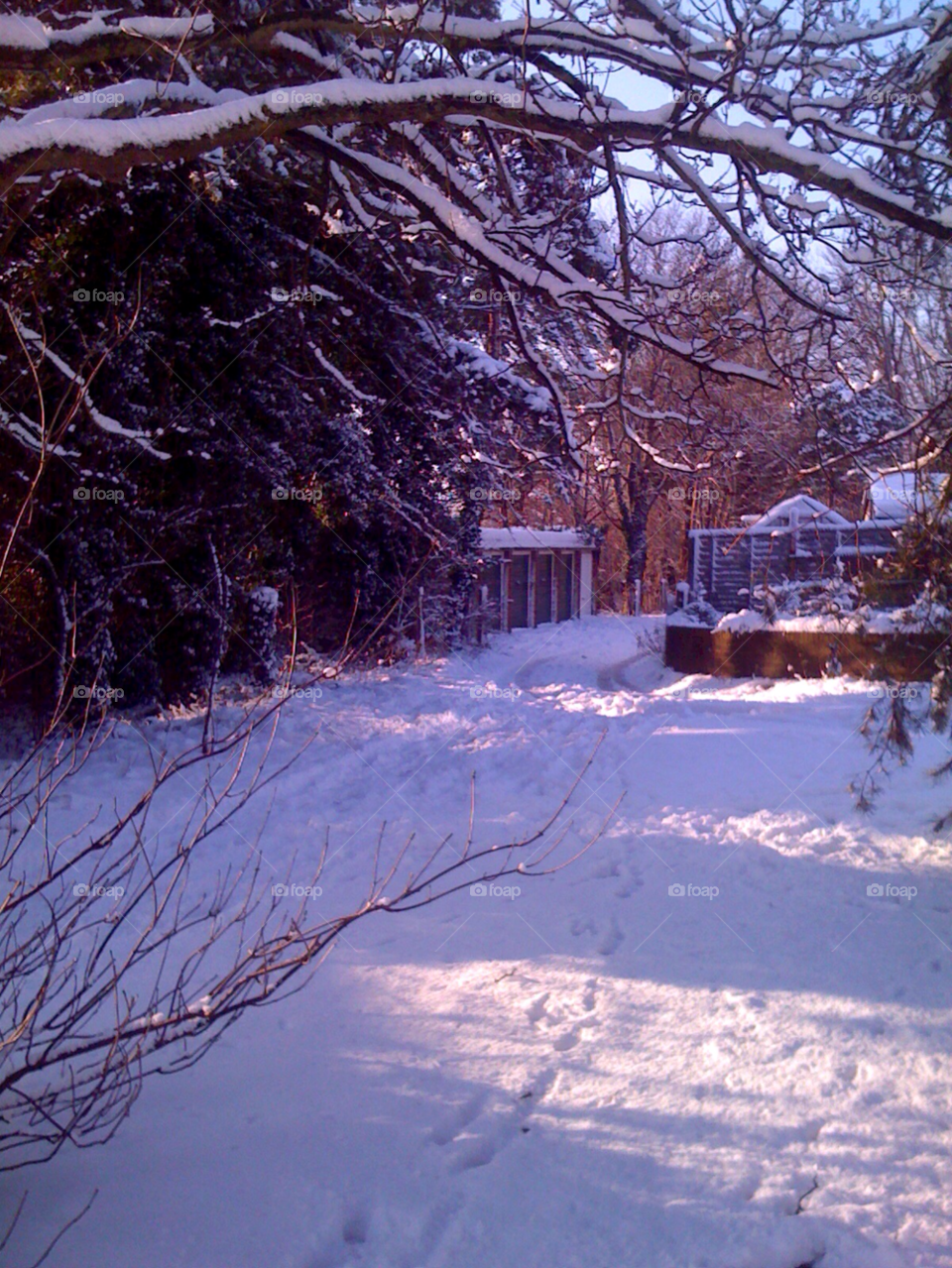 snow winter trees cold by SmileItsJo