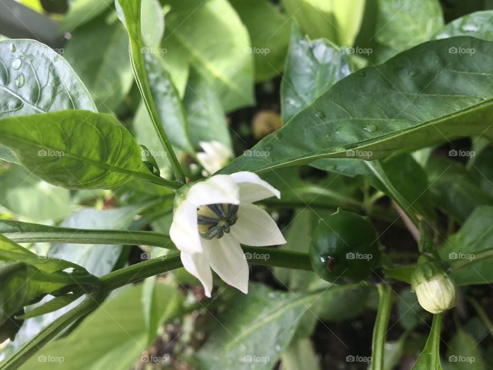 Chilli plant with flower and fruit