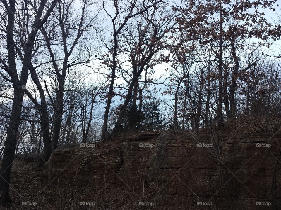 Dry tree in the forest