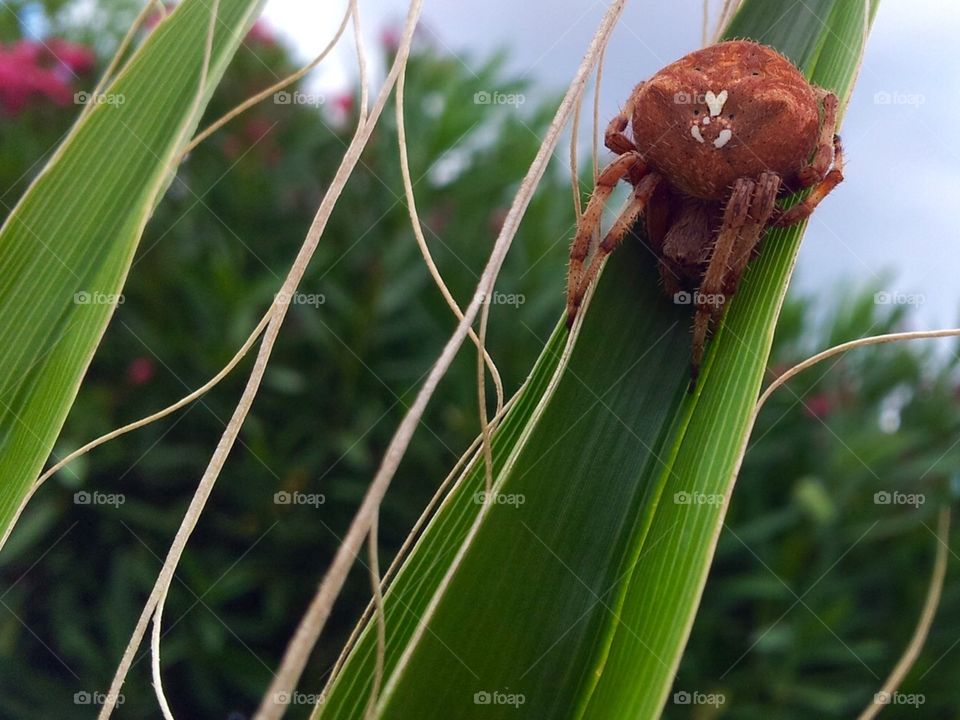 Closeup poison spider