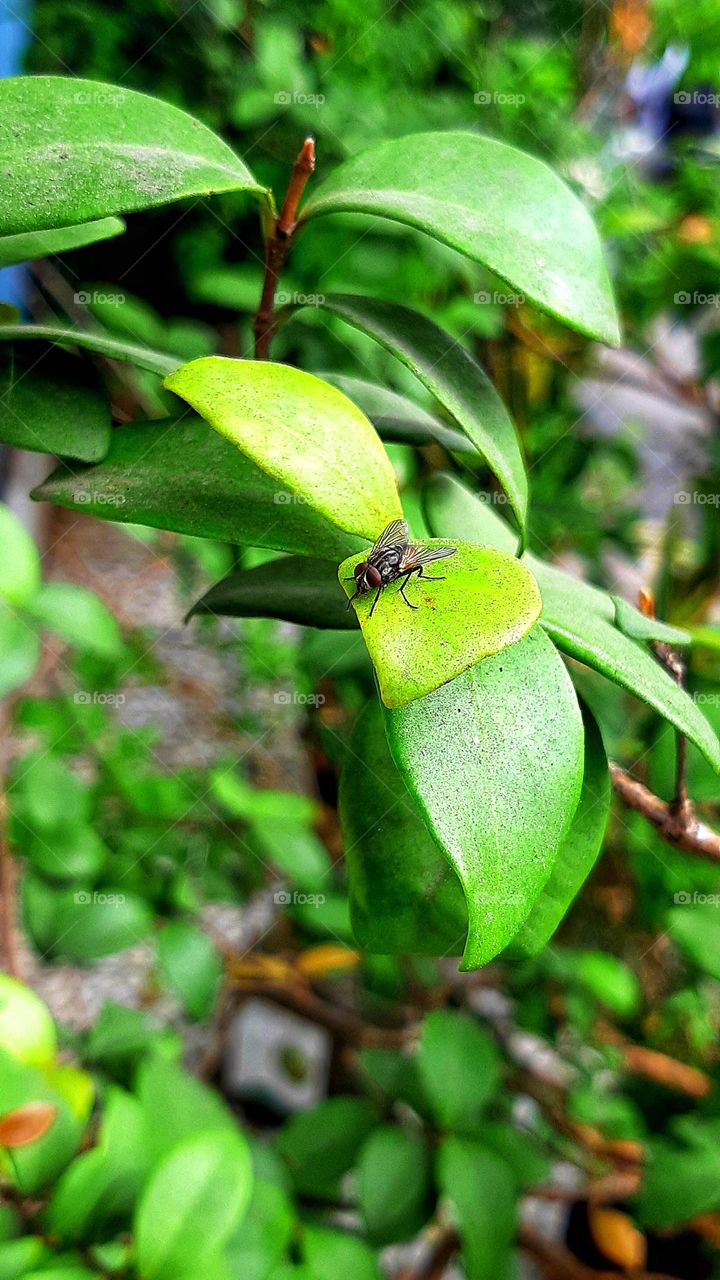 a fly perched on a leaf in the garden