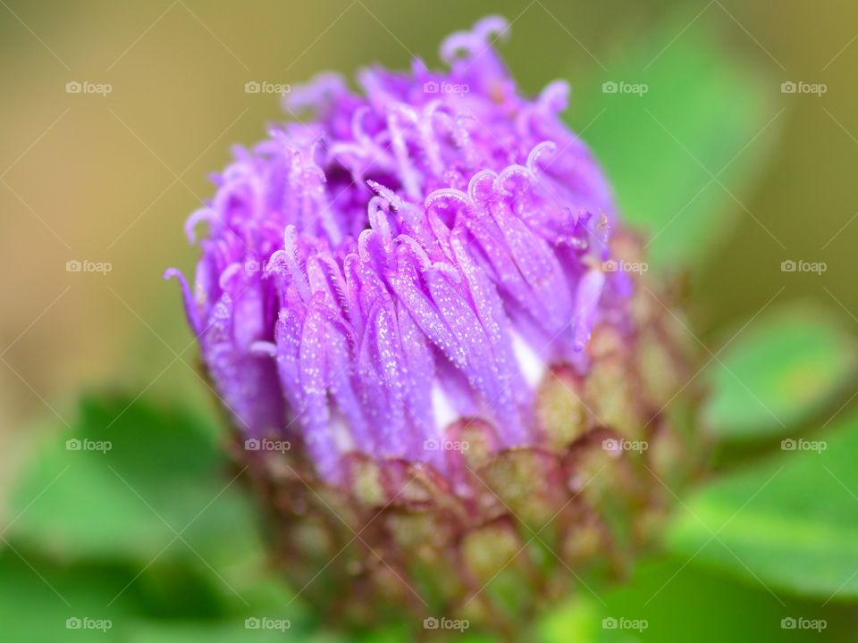 The Biggers flower color from close up