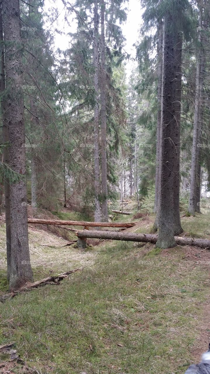 Fallen logs. Logs by lake Brosjön 