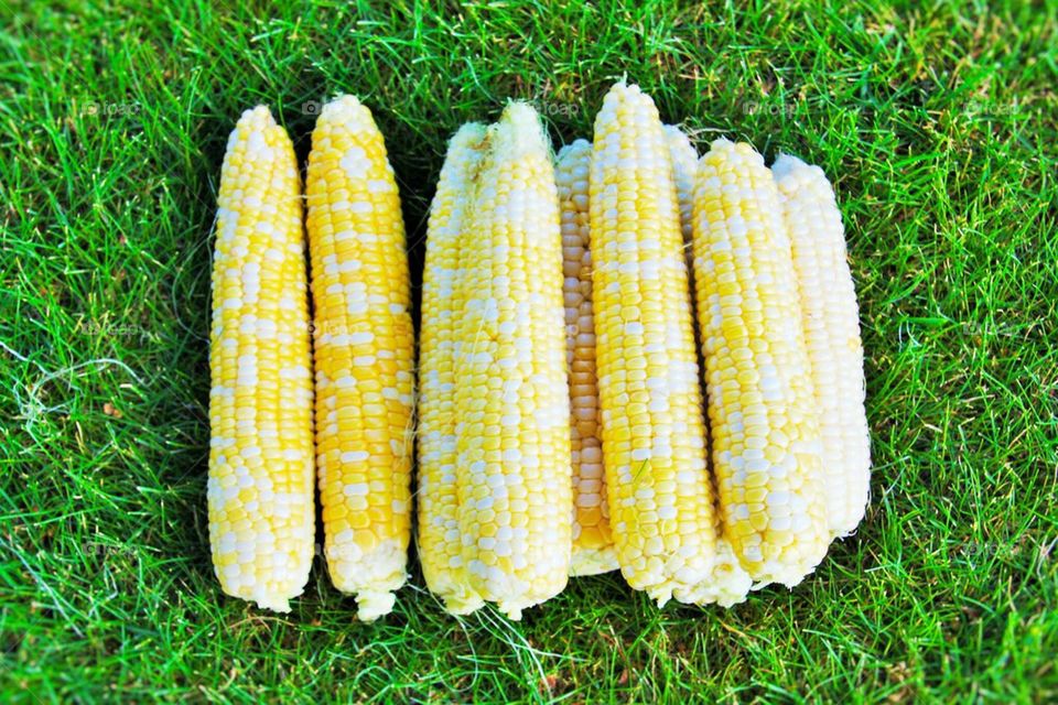 corn12