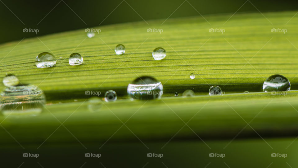 Droplets. after the rain macro shots