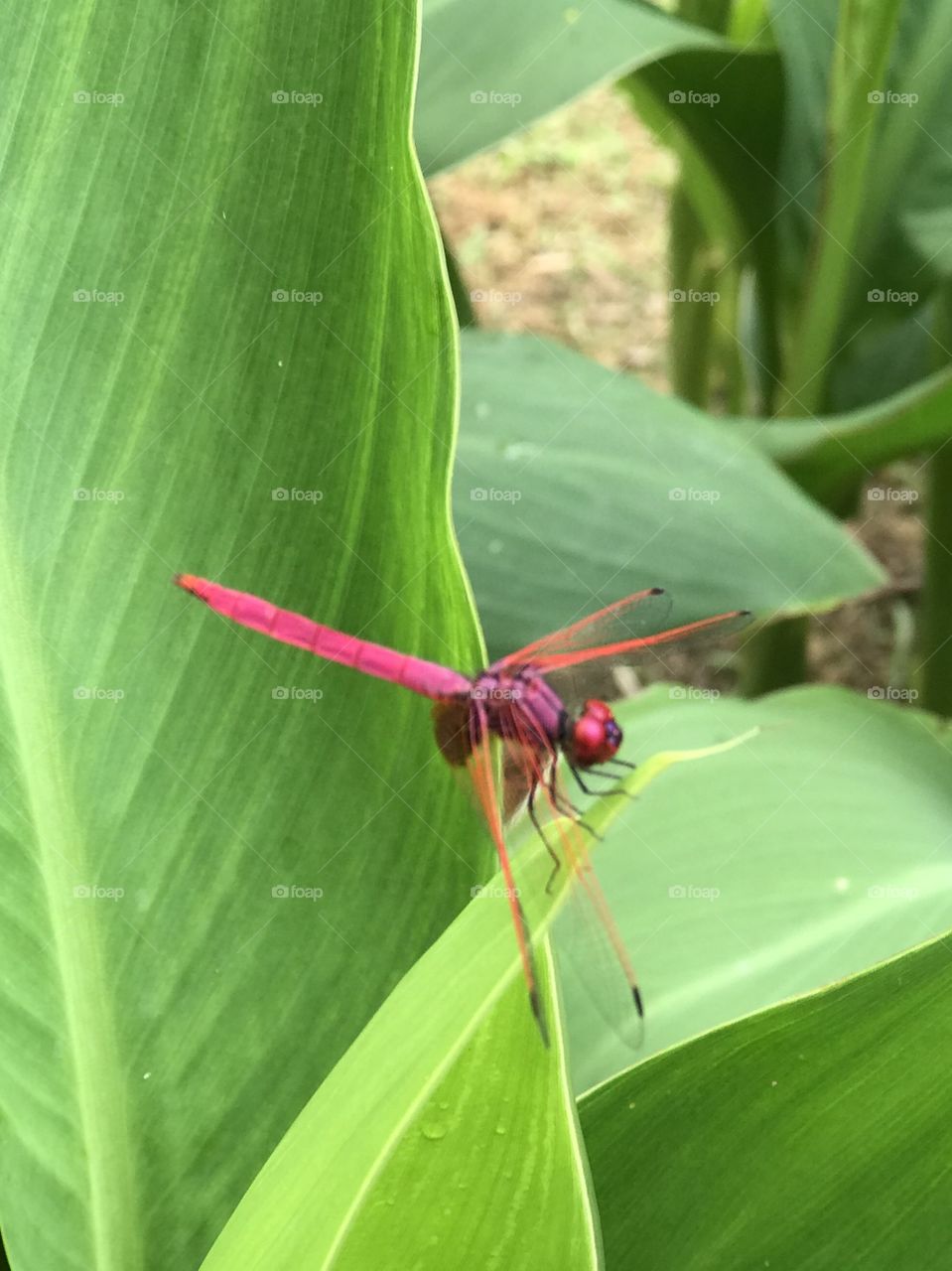 Pink colour resting dragonfly 