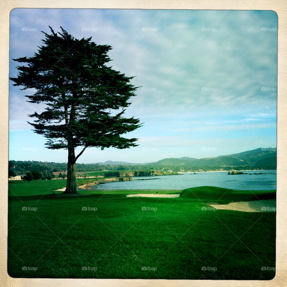 tree sand bay cliffs by gatoritis