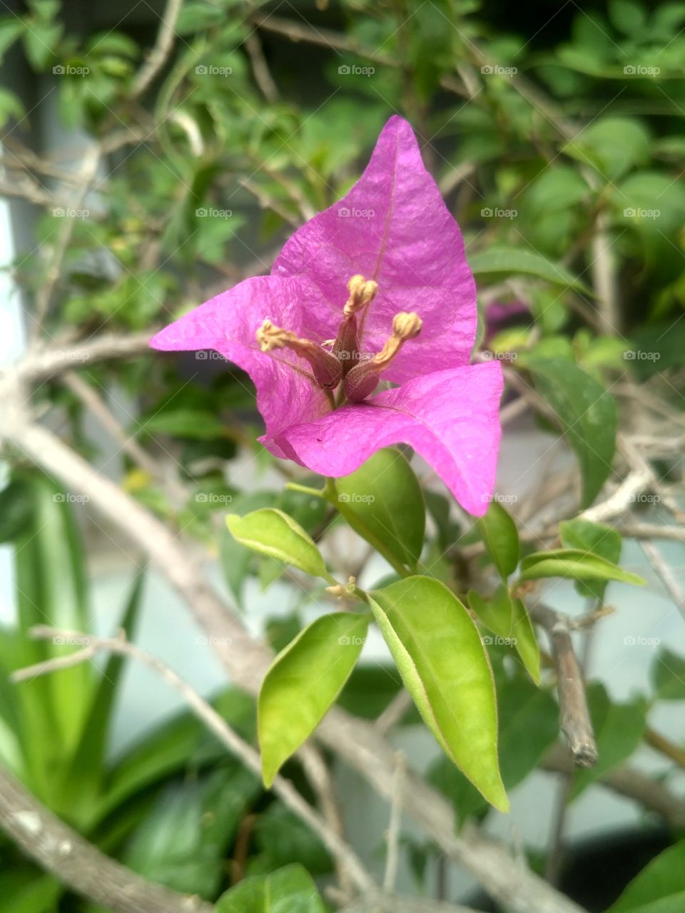 Bougenville flower