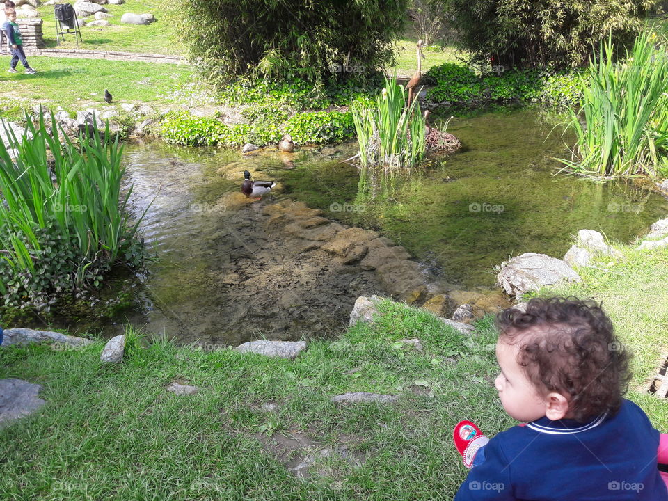 Mallard Duck in Valentino park at Torino