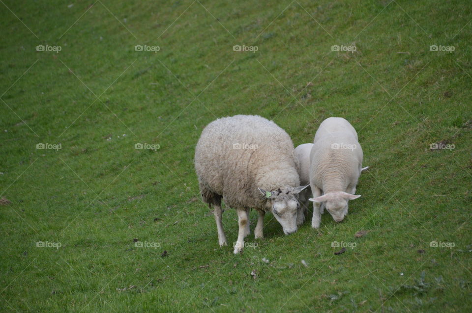 Mother Sheep And Lambs