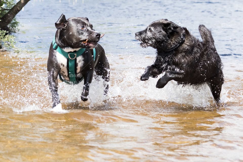 Letting the dogs play in the water 