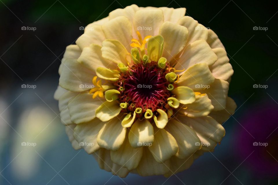 Close up of zinnia flower