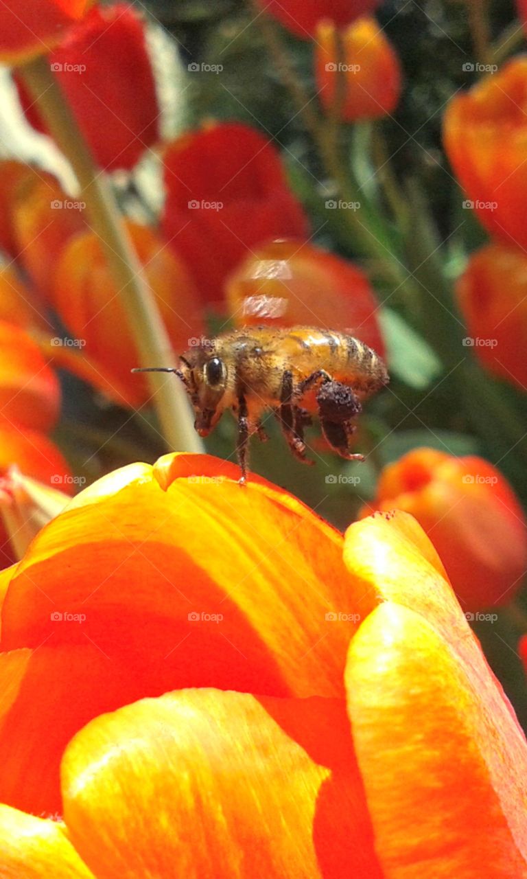 busy little honeybee in a tulip garden.