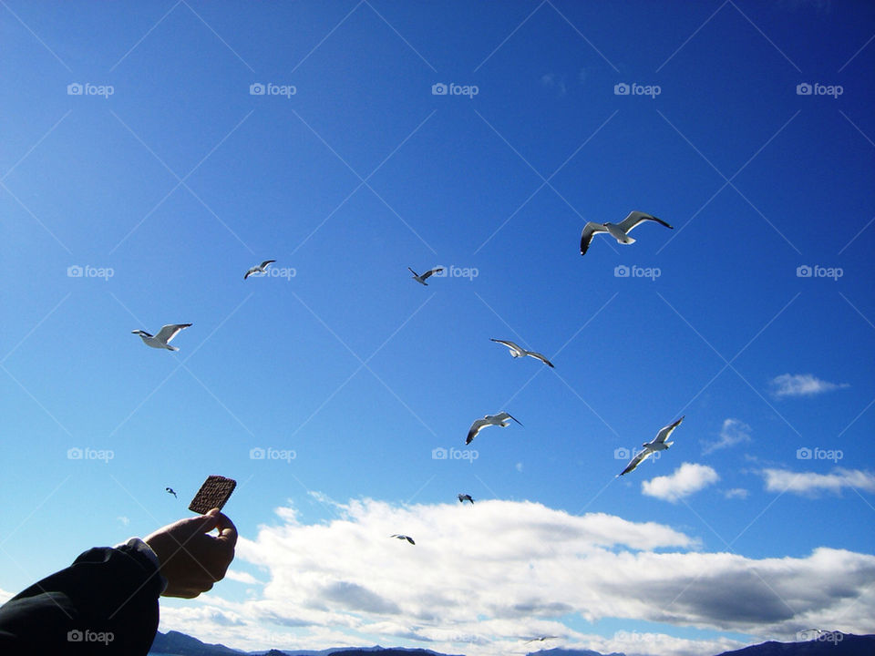 birds flying animals seagull by litlit