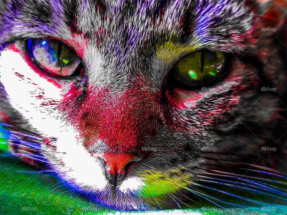 Tabby looks in a pop art style.