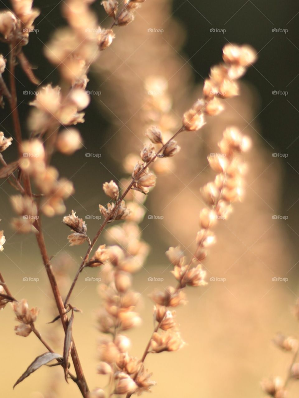 Macro photograph of some dry plants