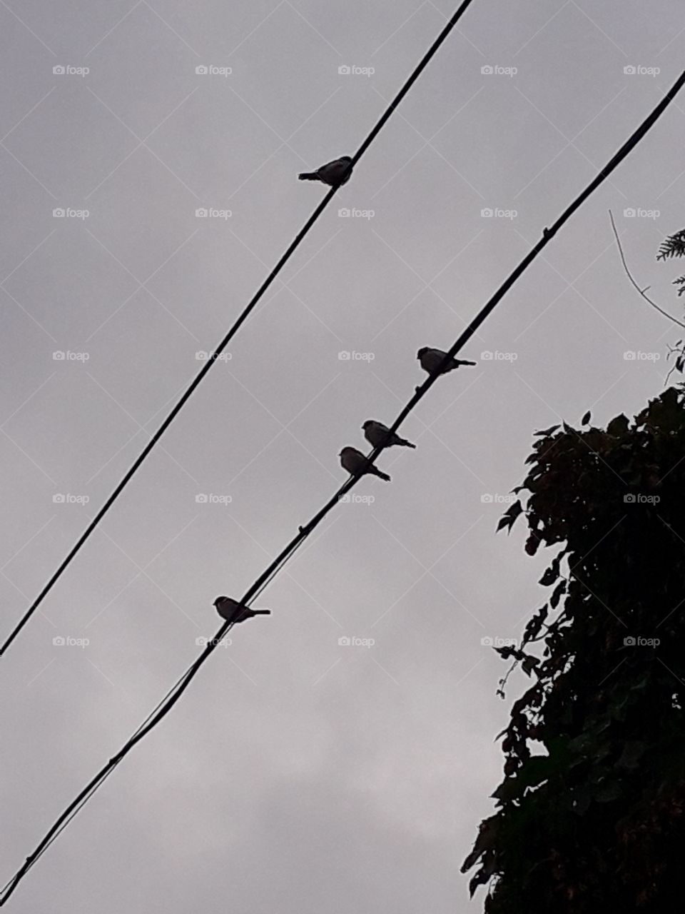 odd numbers  - 5 sparrows  sitting on wires