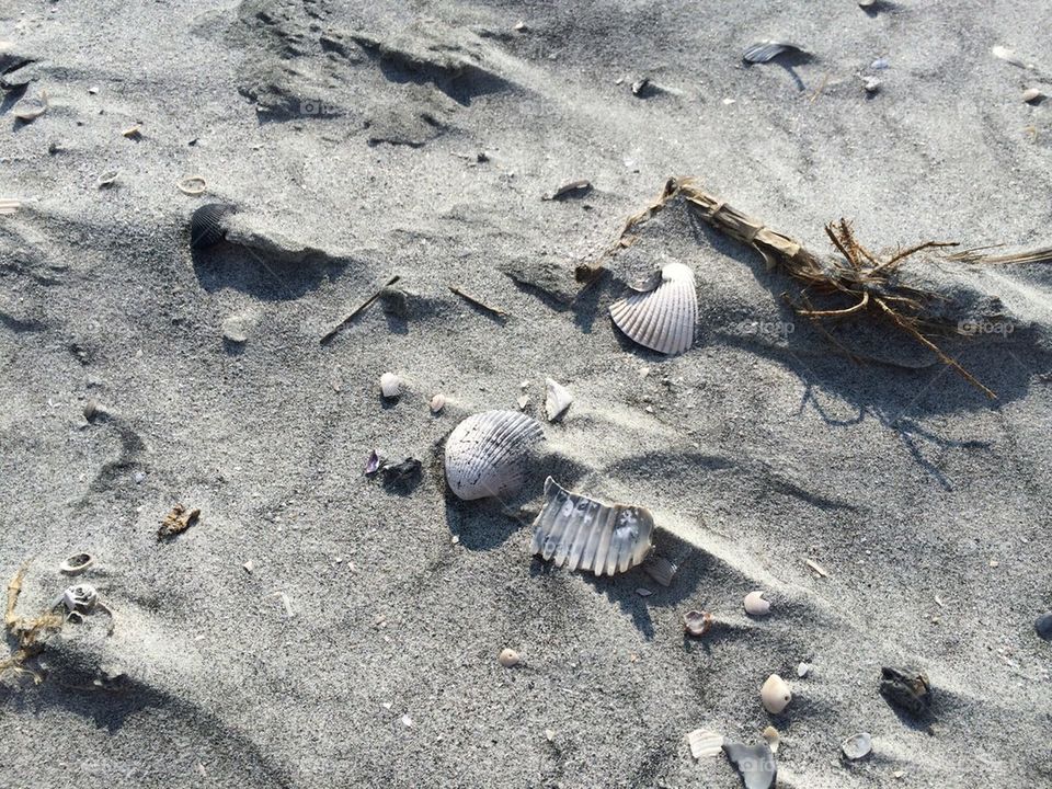 Beach shells