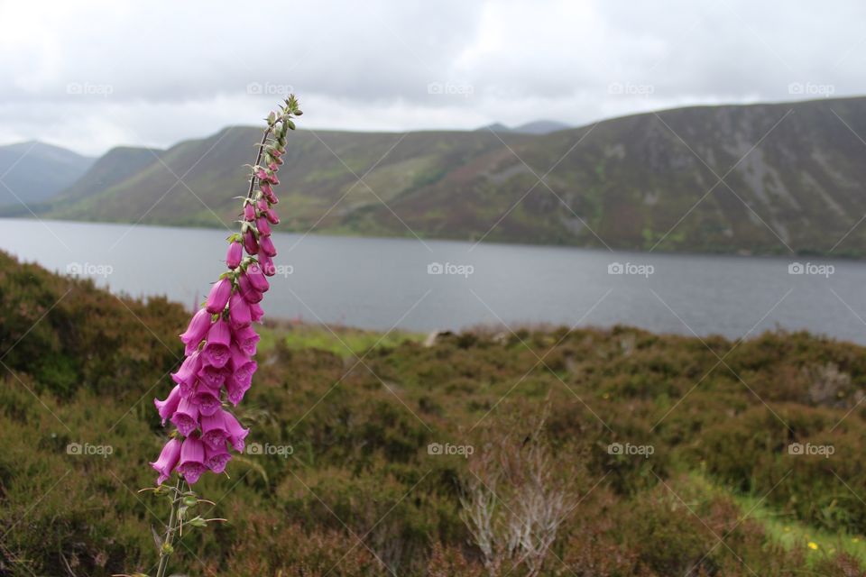 Foxglove 