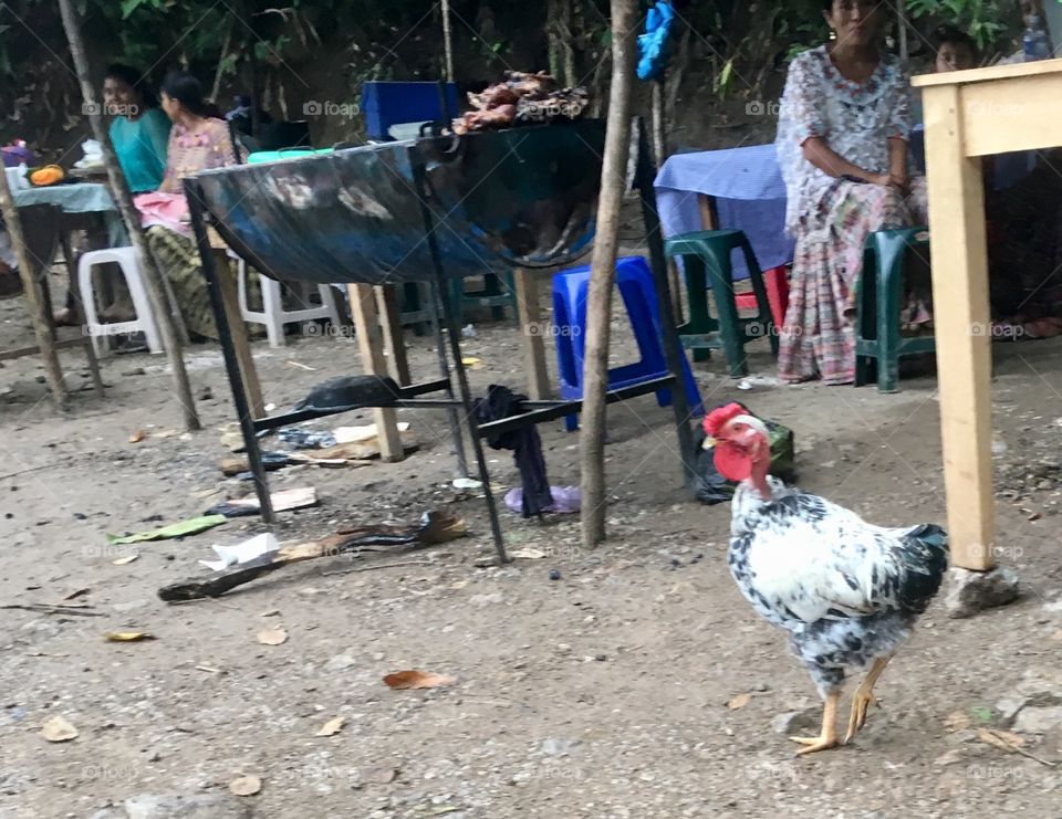 Wild chicken roams around a rural cooking area in Guatemala 