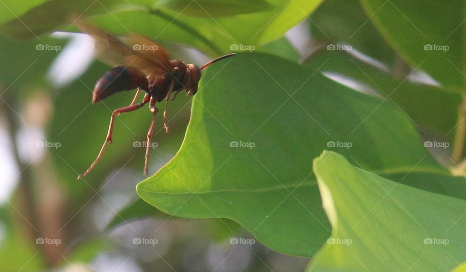Ndas wasp, this wasp in Central Java Indonesia is commonly called the ndas (head) wasp because when it feels disturbed it usually stings people's heads.