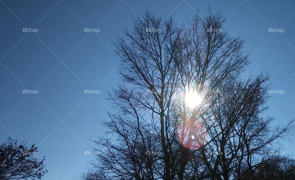 Sun Through Tree