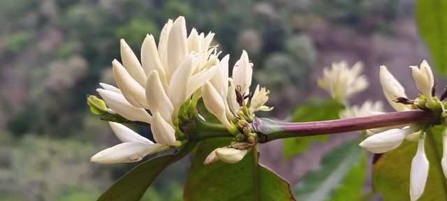 coffee flower buds
