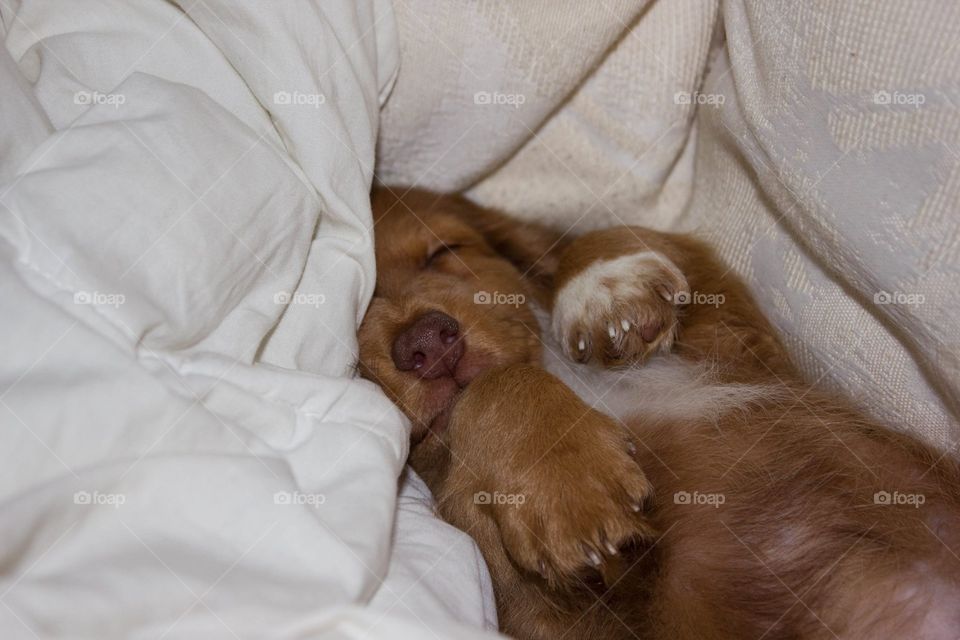 Puppy Sleeping on Back in blanket