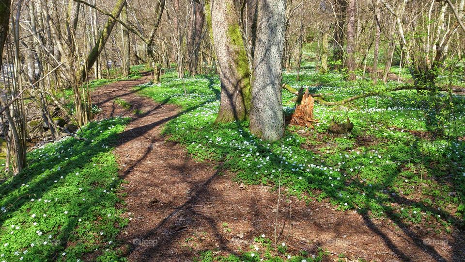 Anemones in the forest 