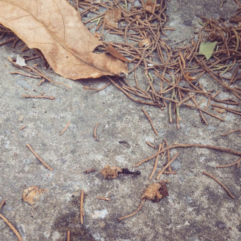 Texture, Sand, No Person, Nature, Invertebrate