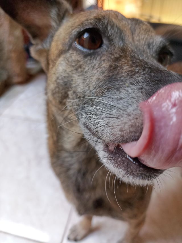 dog