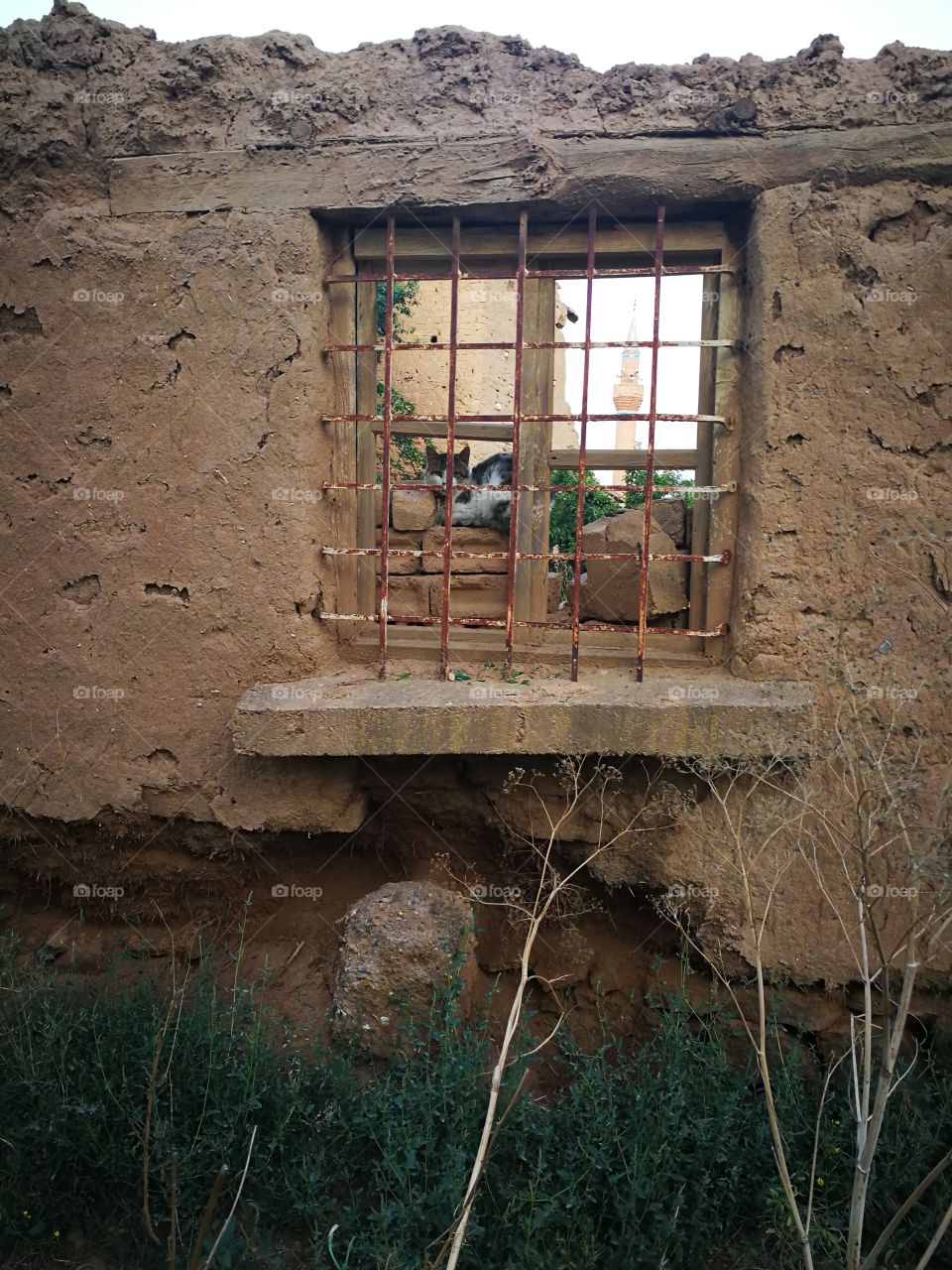 The cat resting in the last remaining wall of the destroyed house.