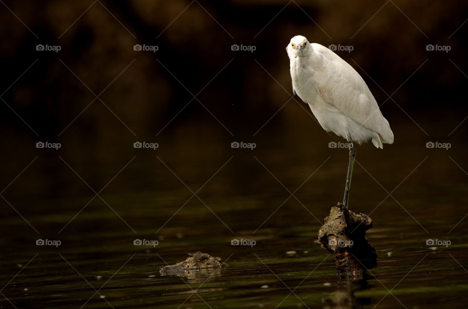 Egret stands on an old branch in the river
