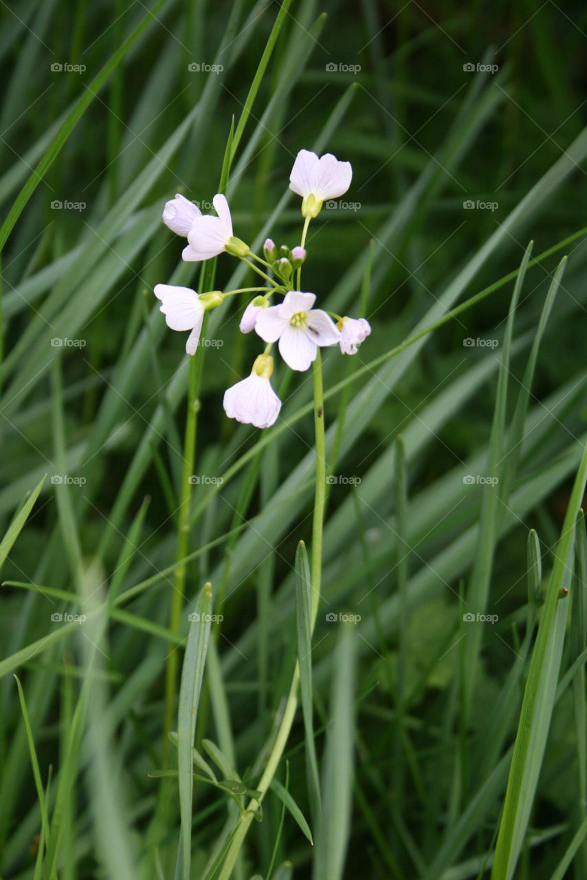 flower closeup white grass by 1_man_an_a_camera