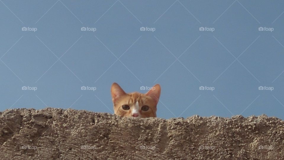  A beautiful cat overlooking the roof of the house alive and ashamed.