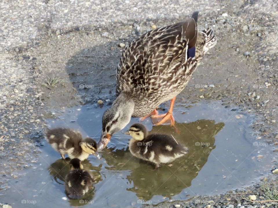 Mama and babies