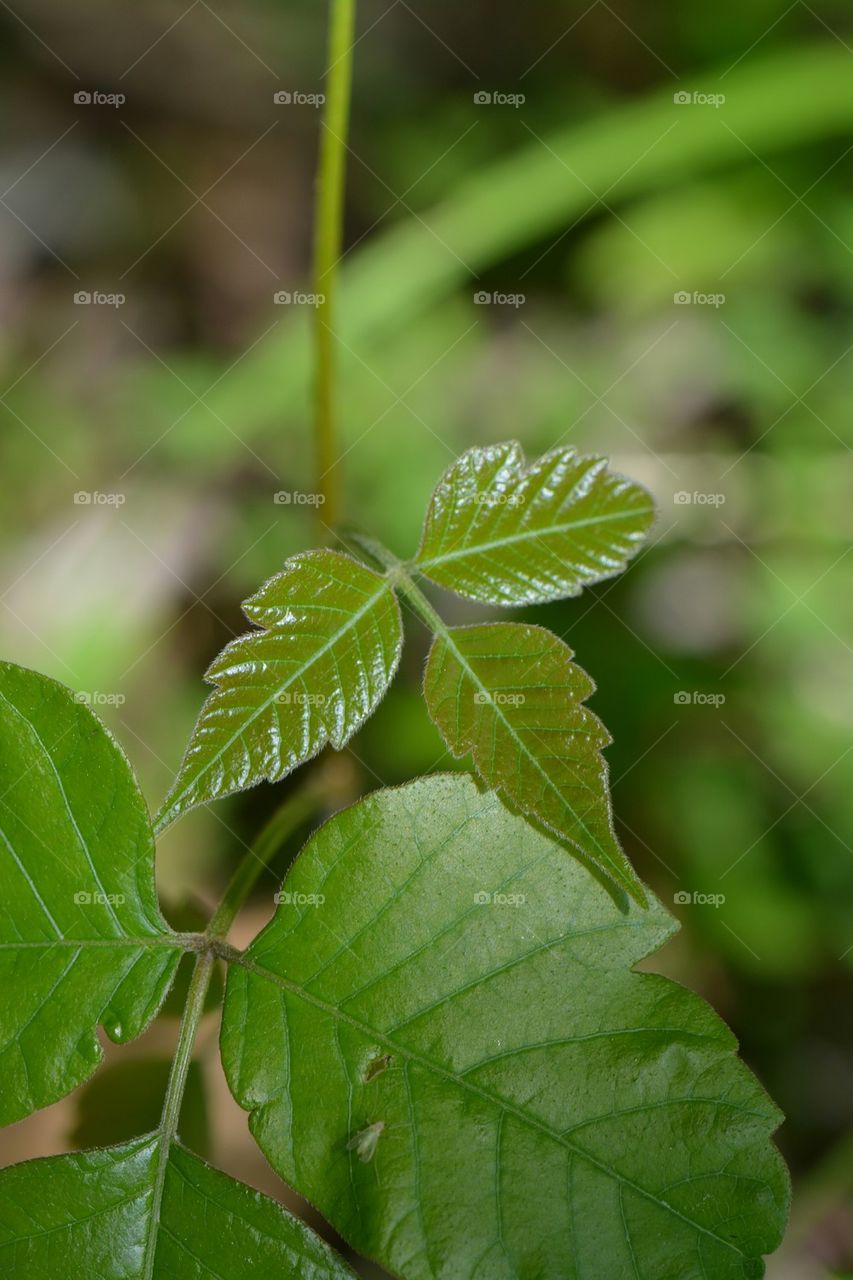 BEWARE: Poison Ivy!!