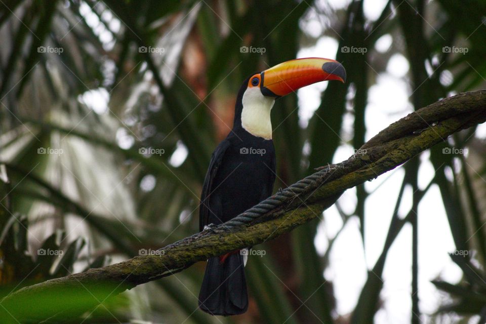 A toucan with a colourful beak sitting on a branch.