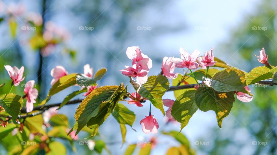 Close up of blooming apple tree brunch with rose colour flowers on the sky background