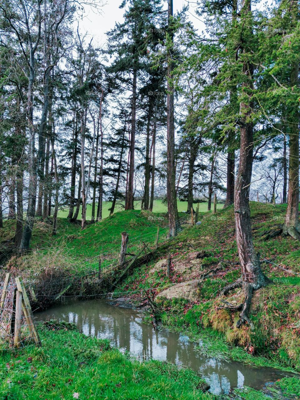 Small pond in a small wood