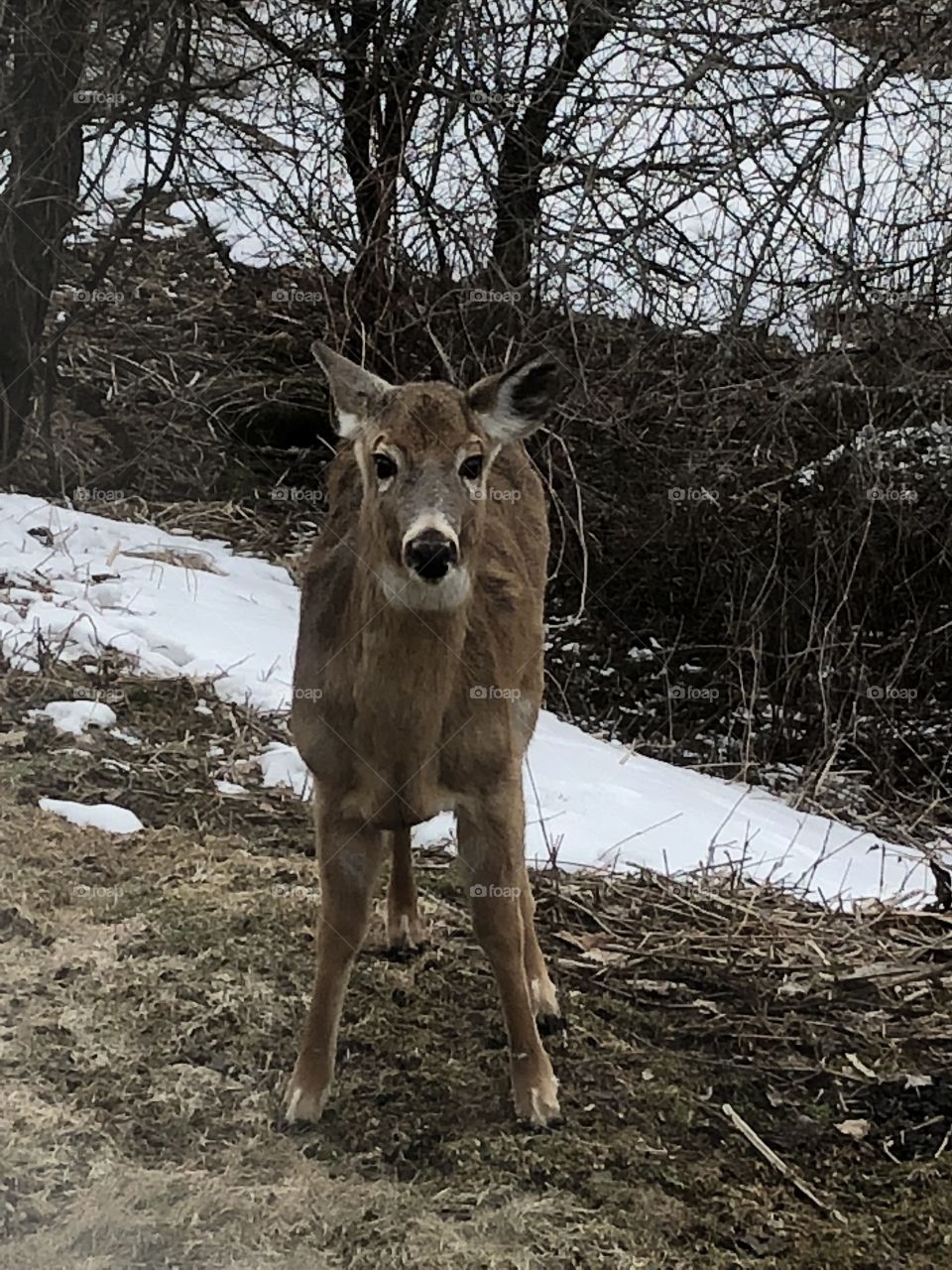 Deer has eyes on me